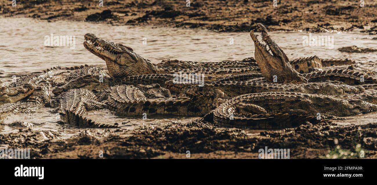 TANZANIA: According to photographer Kyle Smith, there were more than 60 crocodiles trying to grab a bite of hyena. THE MOMENT a group of more than SIX Stock Photo