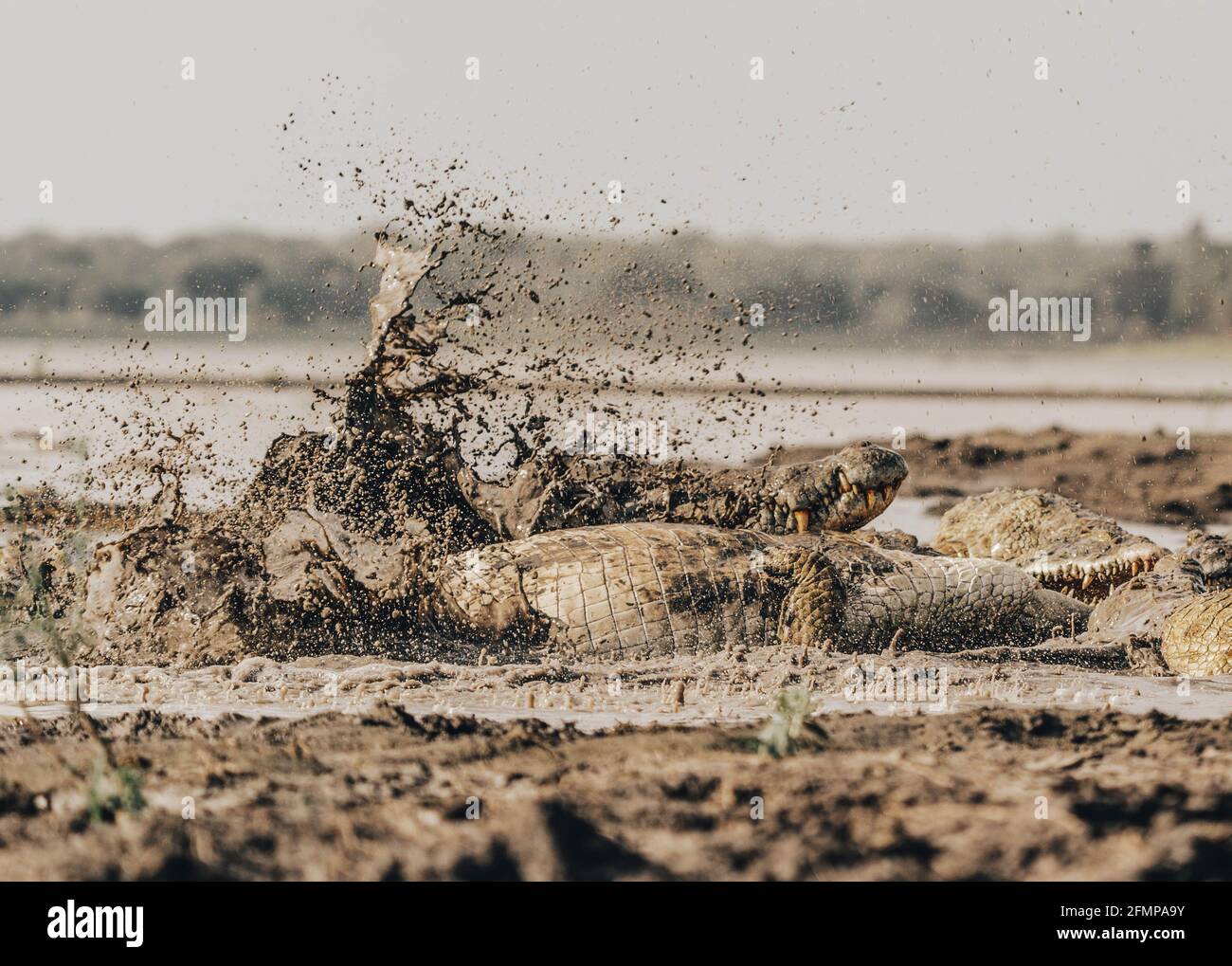 TANZANIA: The crocodiles tussled in the mud over the hyena. THE MOMENT a group of more than SIXTY hungry crocodiles piled on top of each other to grab Stock Photo
