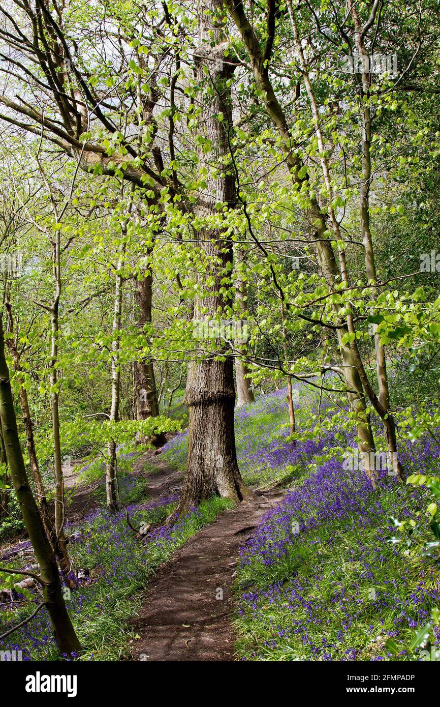 Bluebells in the woods Stock Photo