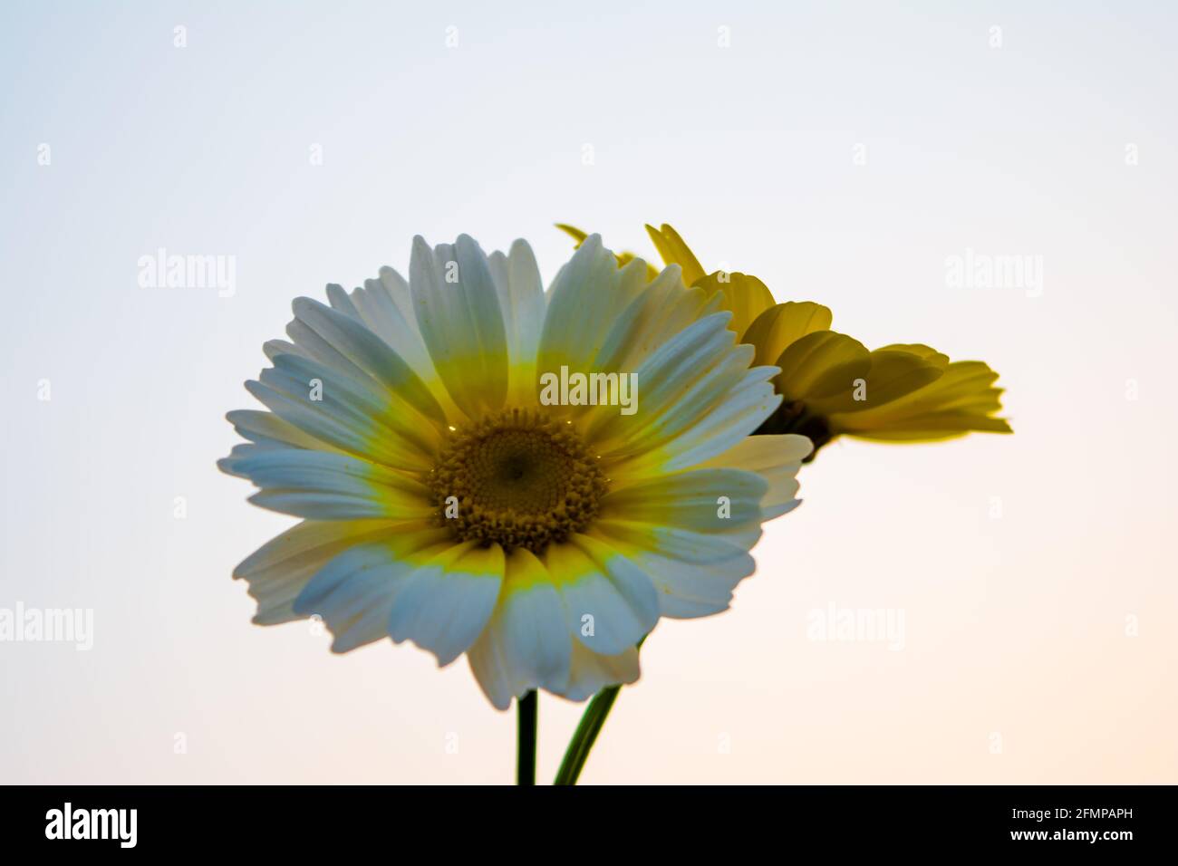 Yellow Mexican sunflower weed (Tithonia diversifolia). Flower of yellow petals with selective focus. Stock Photo