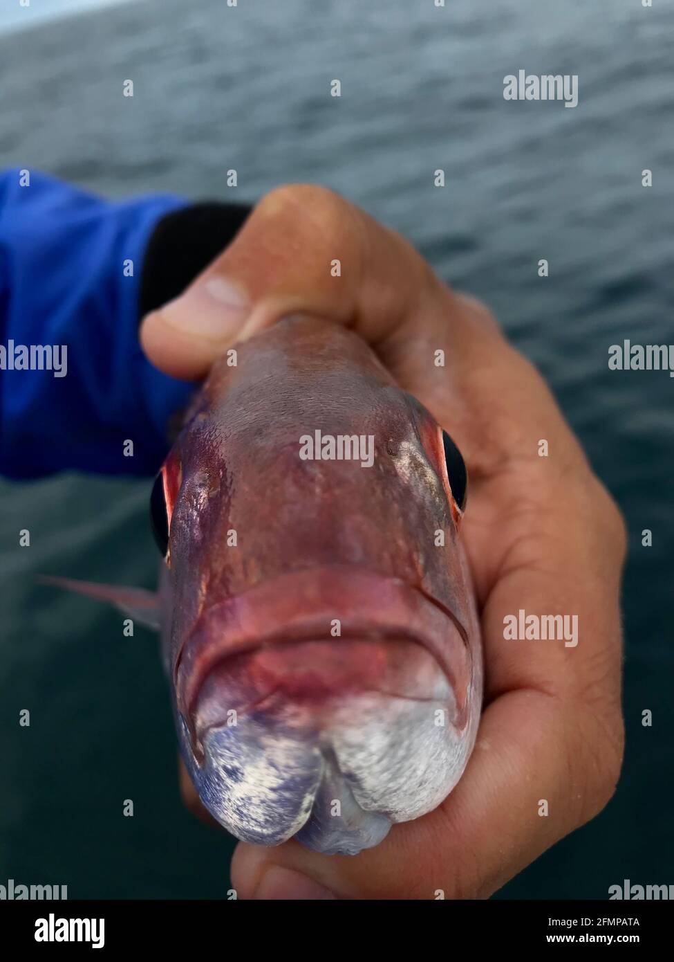 CAPE AGULHAS, SOUTH AFRICA: The carpenter fish. SEE THE moment a ...
