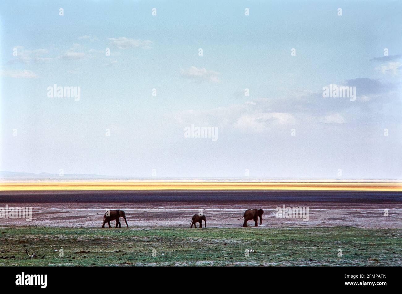 Three elephants on the move in the endless expanse of Lake Manyara National Park. 07.02.2006 - Christoph Keller Stock Photo