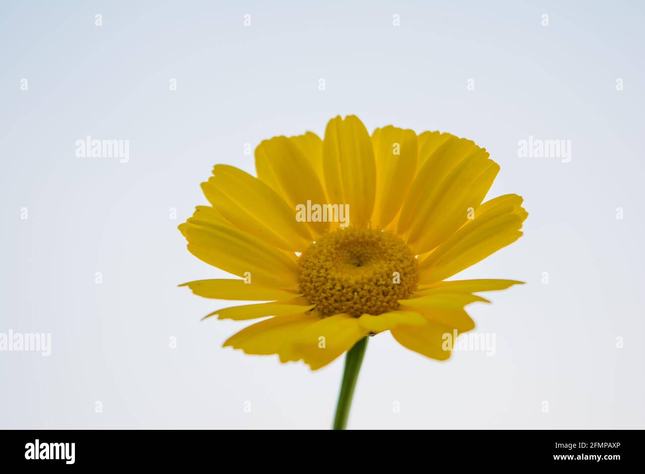 Yellow Mexican sunflower weed (Tithonia diversifolia). Flower of yellow petals with selective focus. Stock Photo
