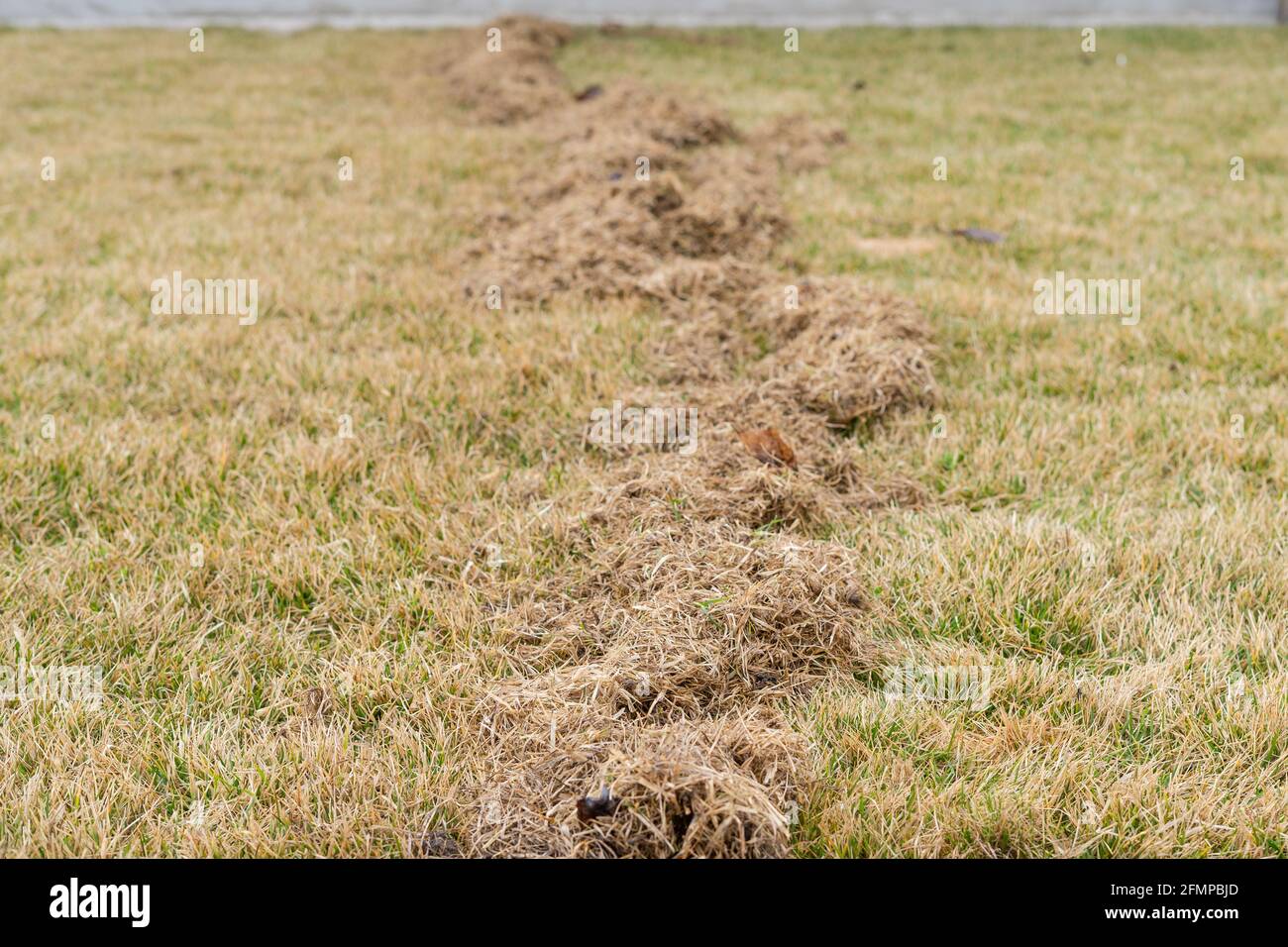 Lawn care in spring after winter. Aerating the grass with a rake