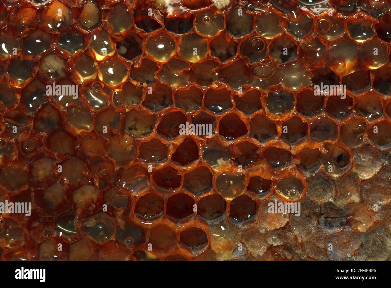 Honey Bee Wax . Beeswax full with honey Stock Photo Alamy