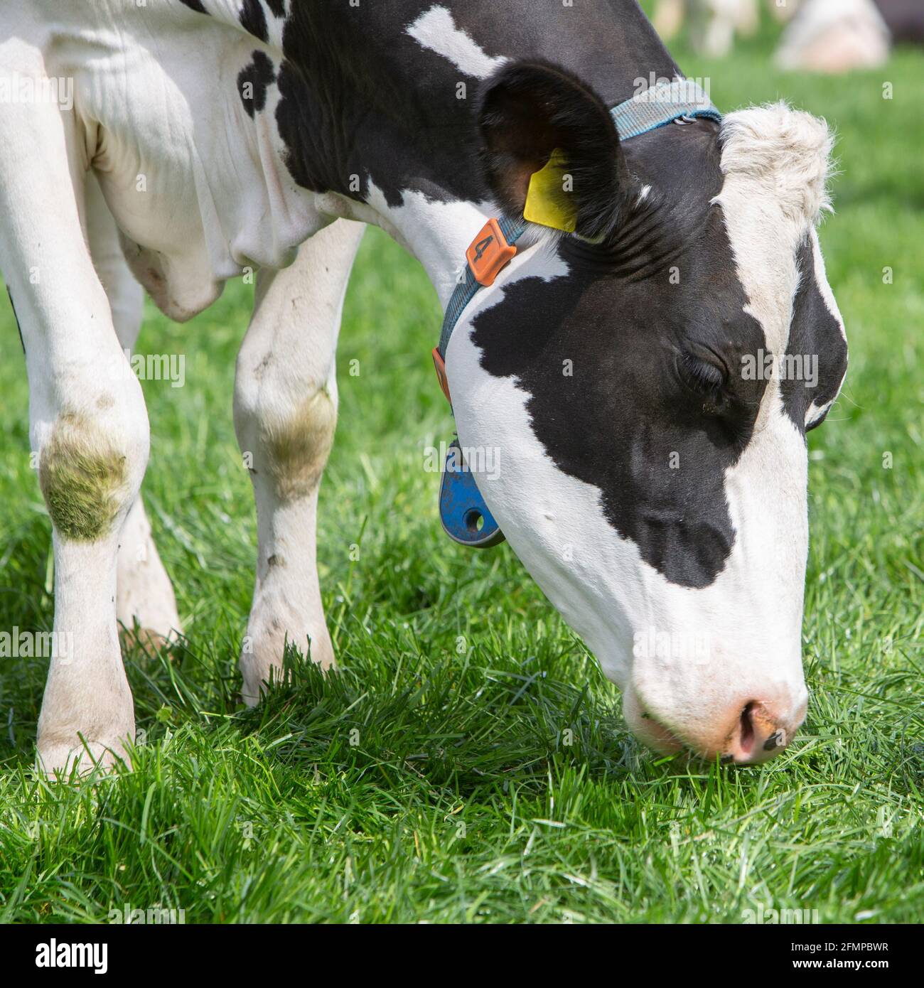 Black white cows head close hi-res stock photography and images - Alamy