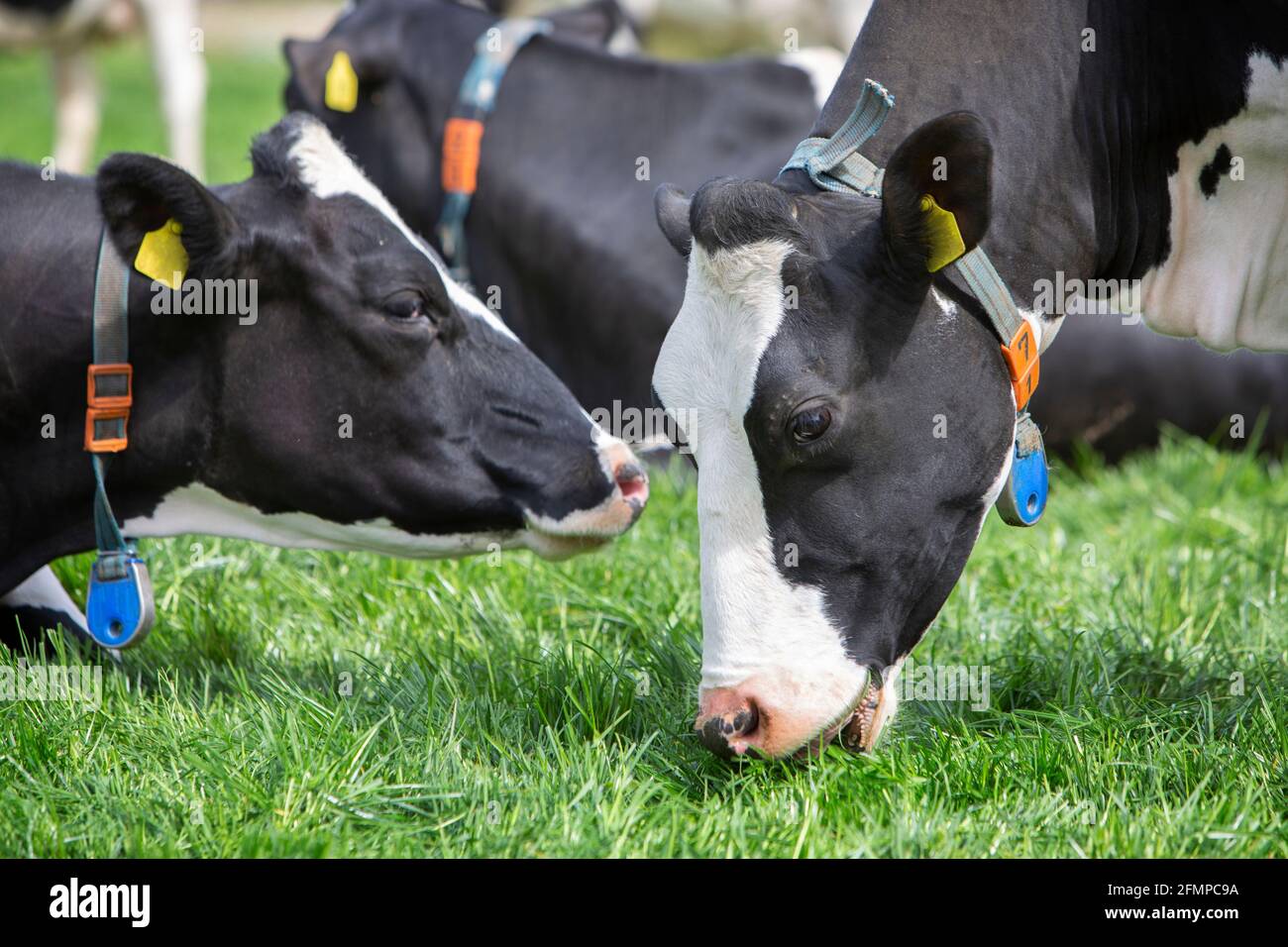 heads of black and white spotted cows closeup in meadow Stock Photo - Alamy