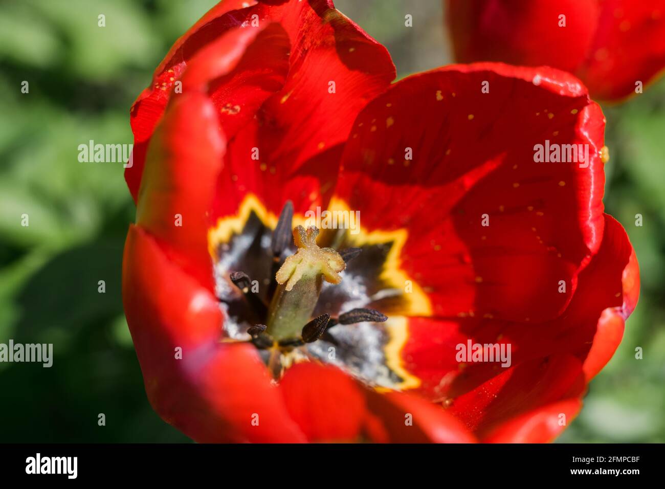 a red tulip flower close up spring background Stock Photo - Alamy