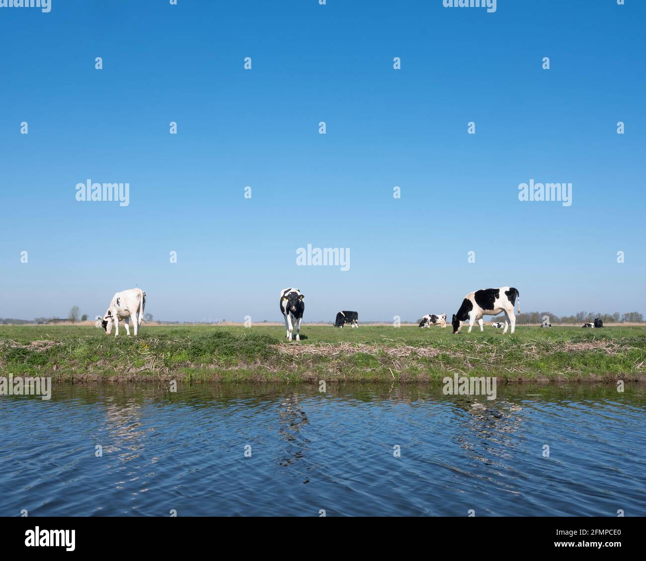 black and white spotted holstein calves in green grassy meadow under ...