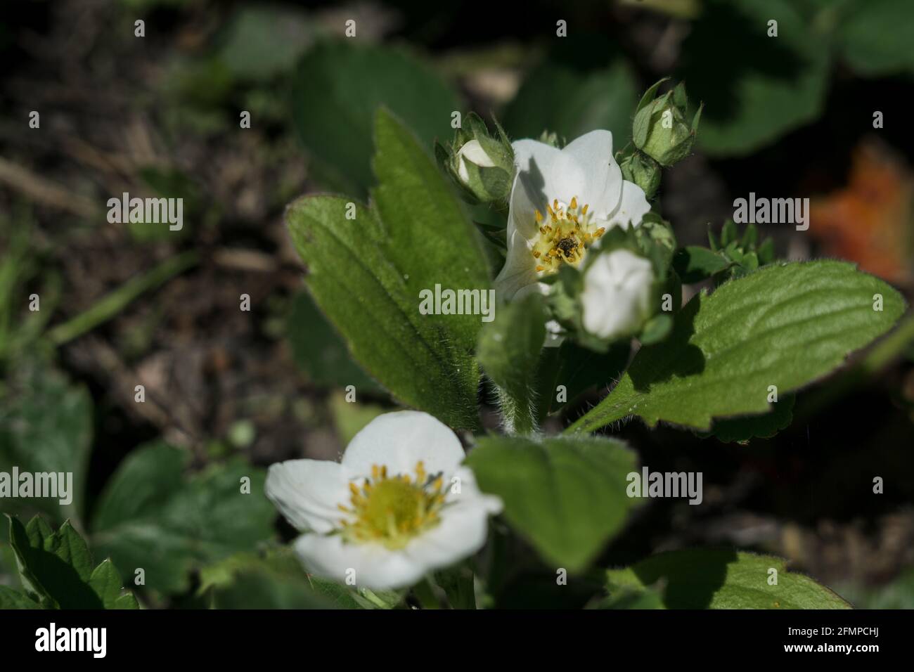 a white strawberry flowers in the garden in spring Stock Photo - Alamy
