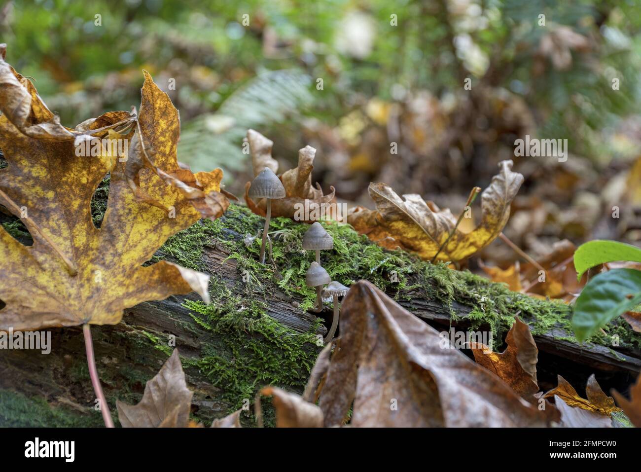 Closeup shot of wild mushrooms in the forest Stock Photo - Alamy
