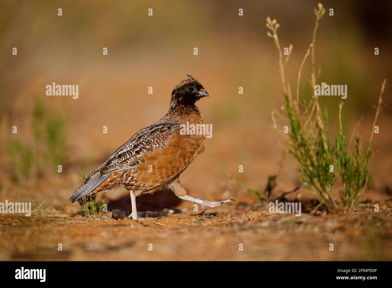 Masked Bobwhite Quail - adult male photographed in the wild - not a captive specimen Stock Photo