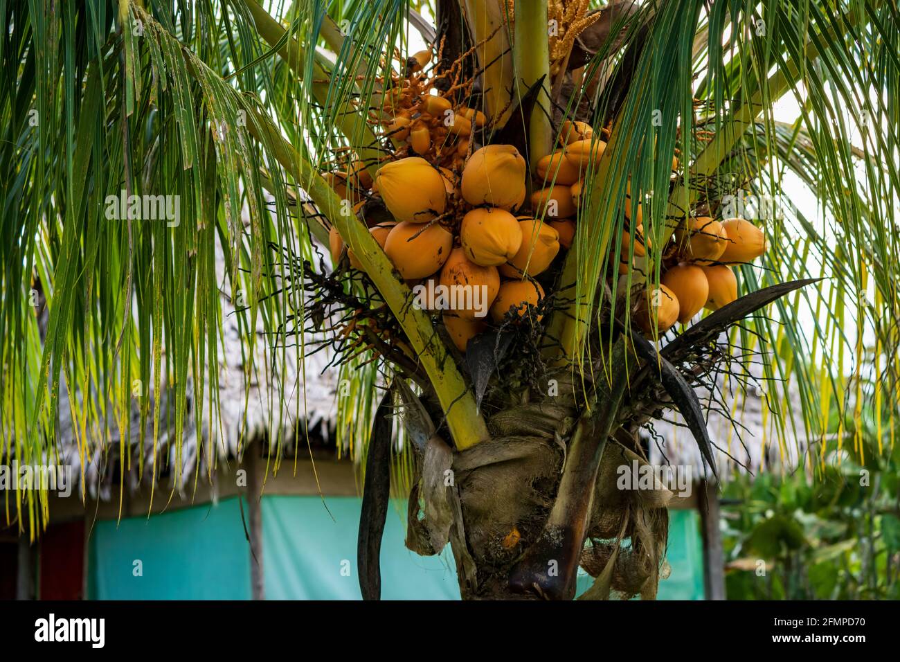 Mango tree in the Amazon jungle of Peru Stock Photo Alamy