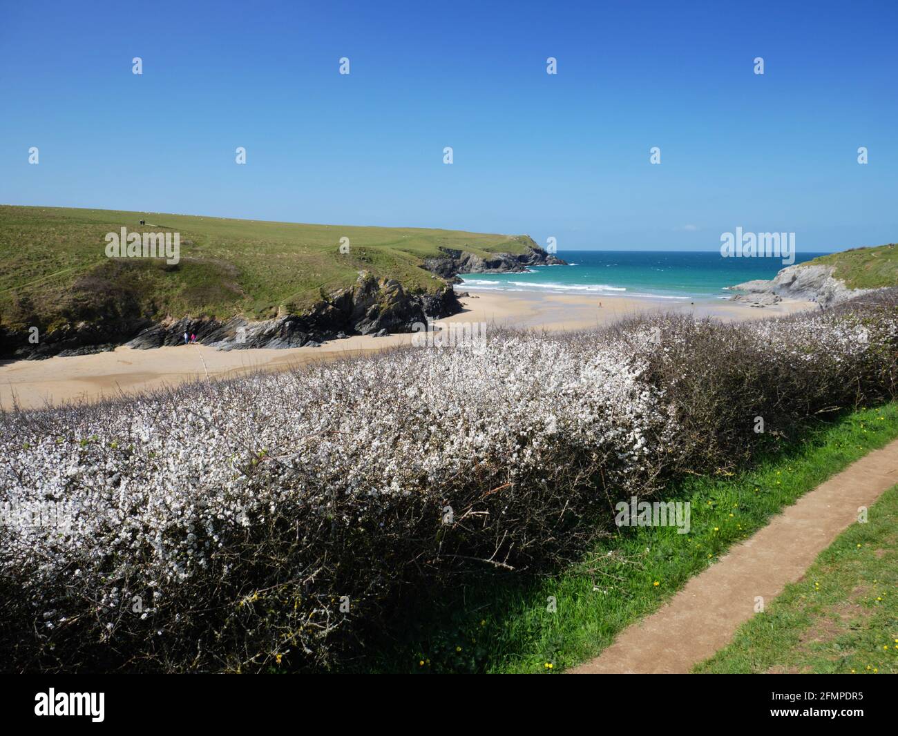 Blackthorn in blossom at Porth or Polly Joke, Newquay, Cornwall. Stock Photo