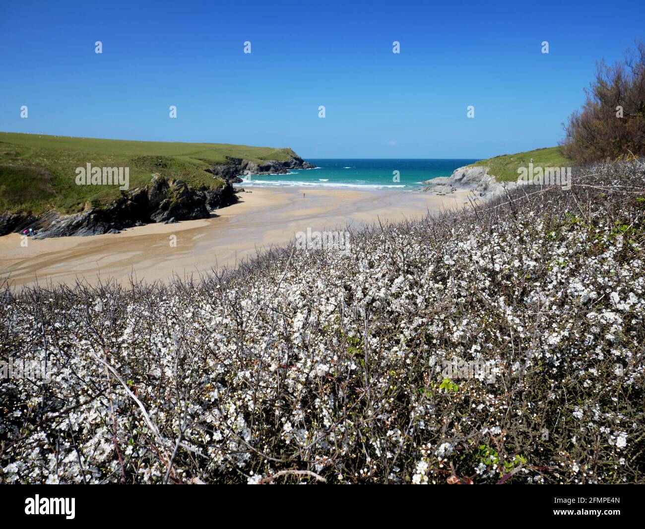 Blackthorn in blossom at Porth or Polly Joke, Newquay, Cornwall. Stock Photo