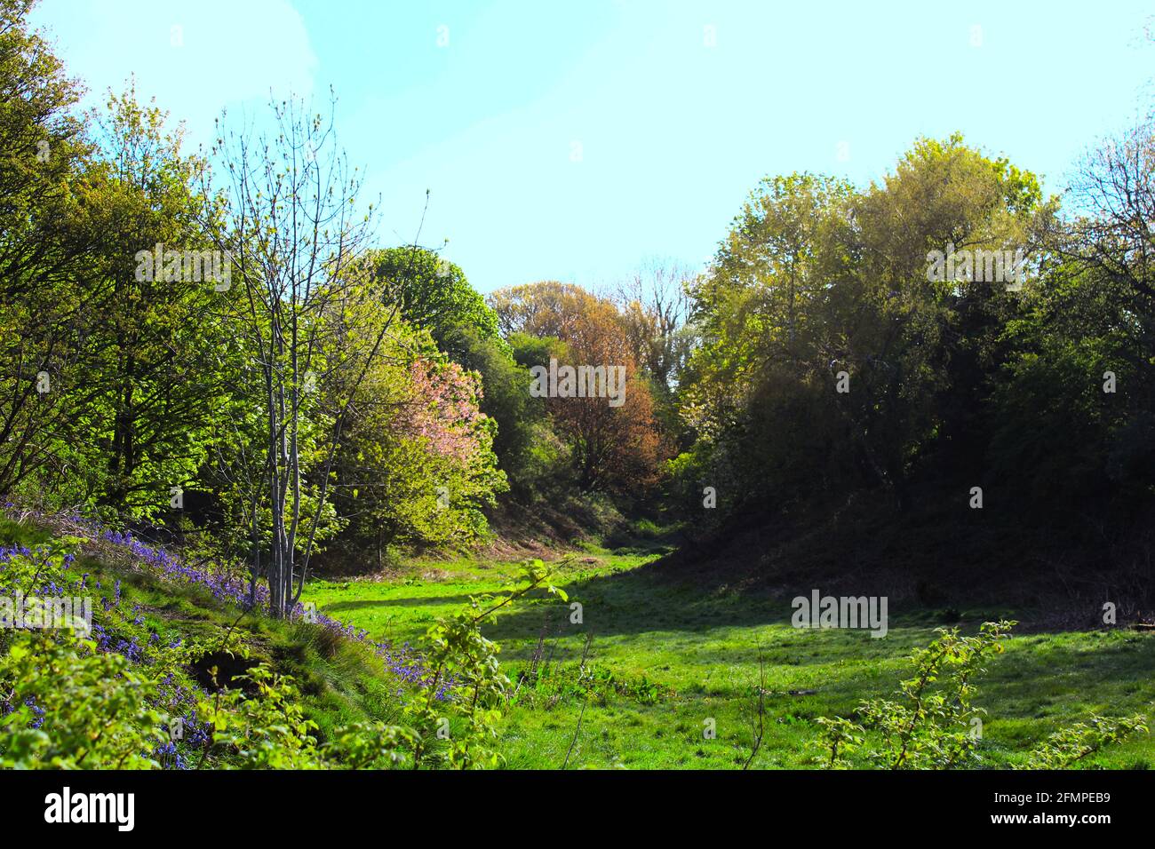 scenic view of deep wooded valley or dell known as the dingle with copy space Stock Photo