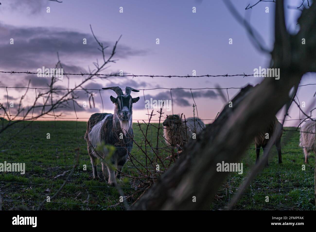 Goat and sheep in a pasture under the purple sunset sky Stock Photo - Alamy