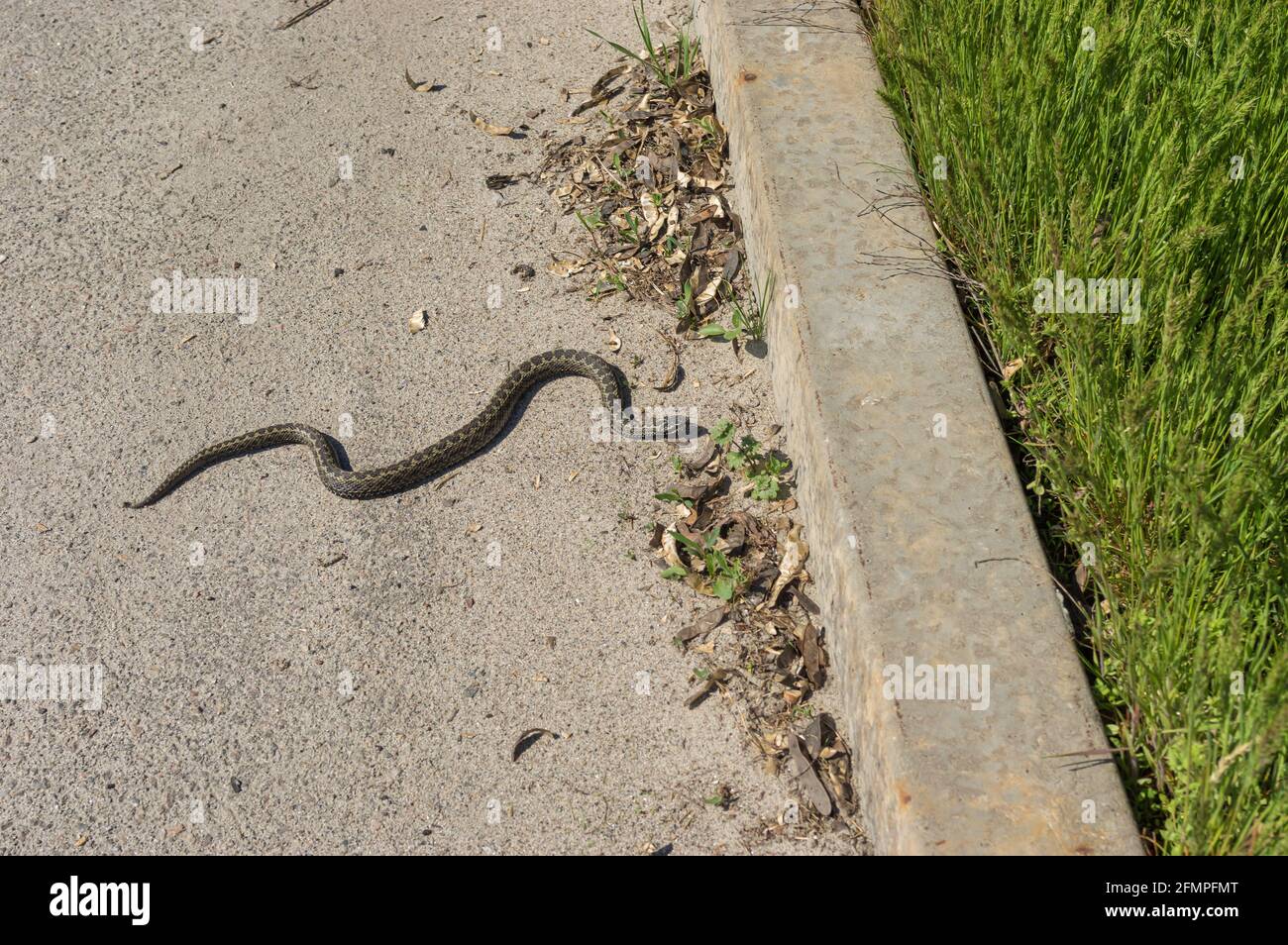 Cold-blooded viper is warming body on an asphalt and ready go to spring grass in local park in Dnipro city, Ukraine Stock Photo