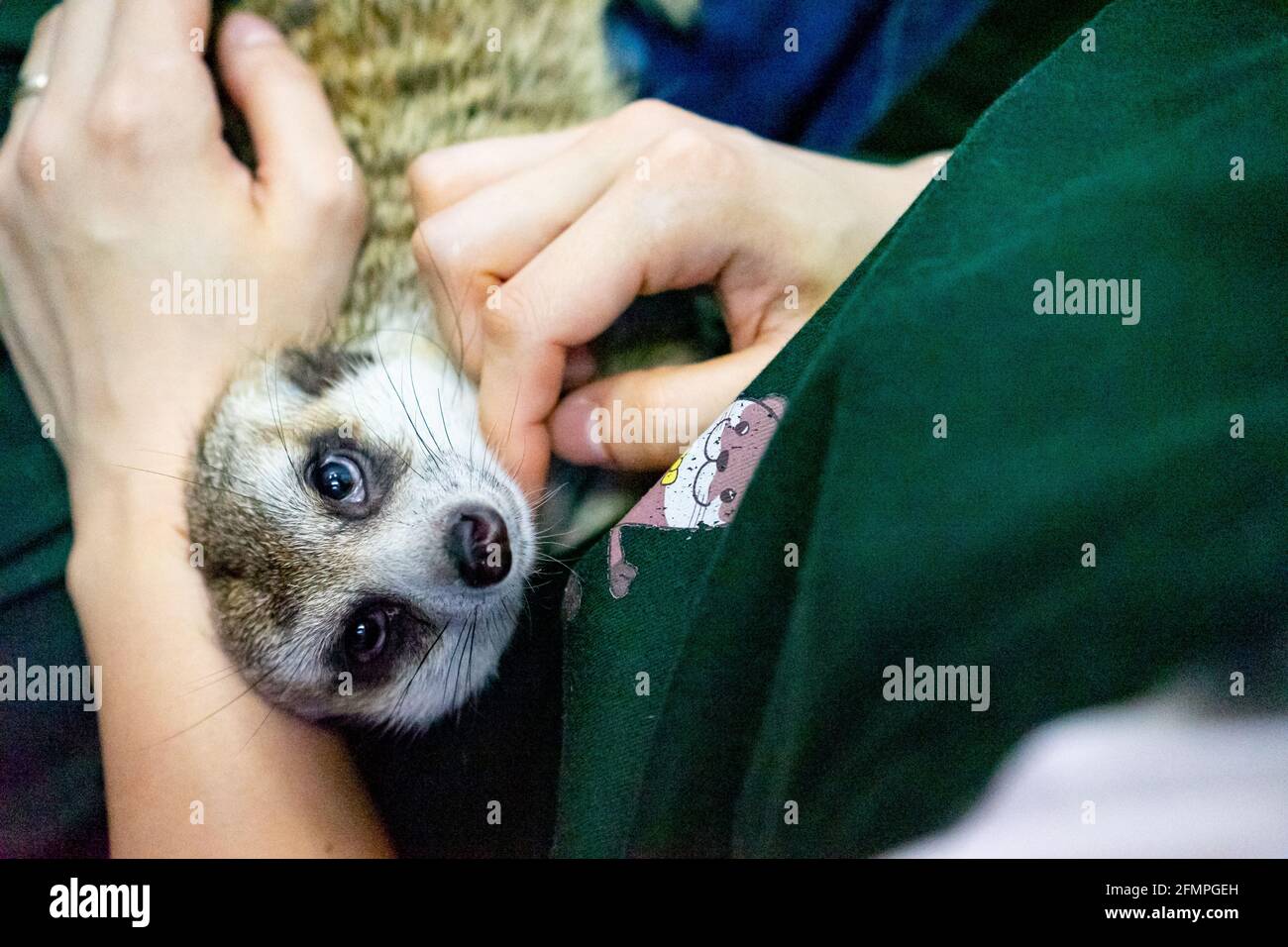ASAKUSA, TOKYO, JAPAN - Aug 16, 2020: A young woman pets a meerkat looking up at the camera on her lap at a popular animal cafe in Tokyo, Japan Stock Photo - Alamy ASAKUSA, TOKYO, JAPAN - Aug 16, 2020: A young woman pets a meerkat looking up at the camera on her lap at a popular animal cafe in Tokyo, Japan Stock Photo - Alamy