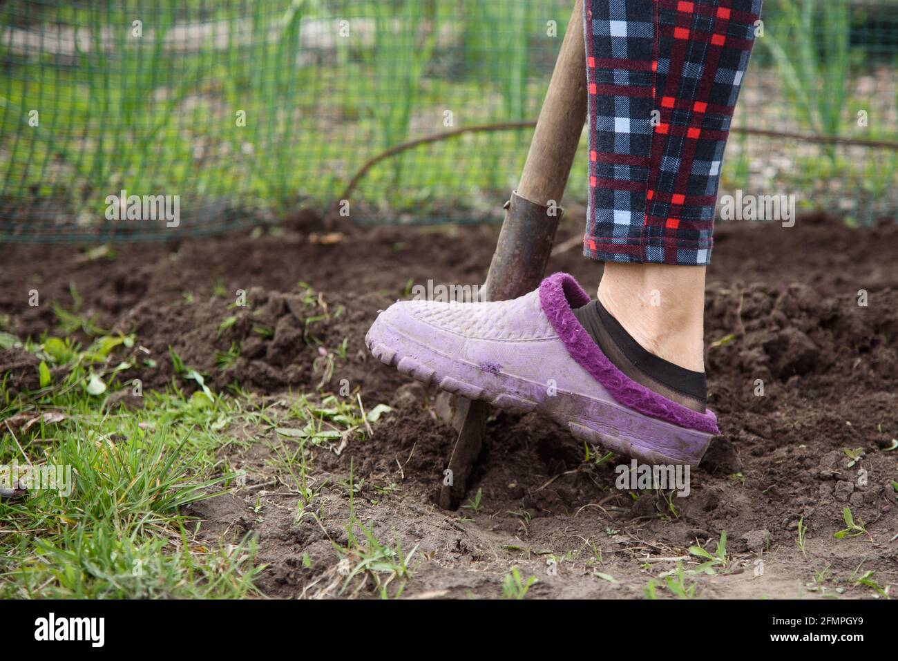 Woman digs earth with a shovel in her garden in the village Stock Photo ...