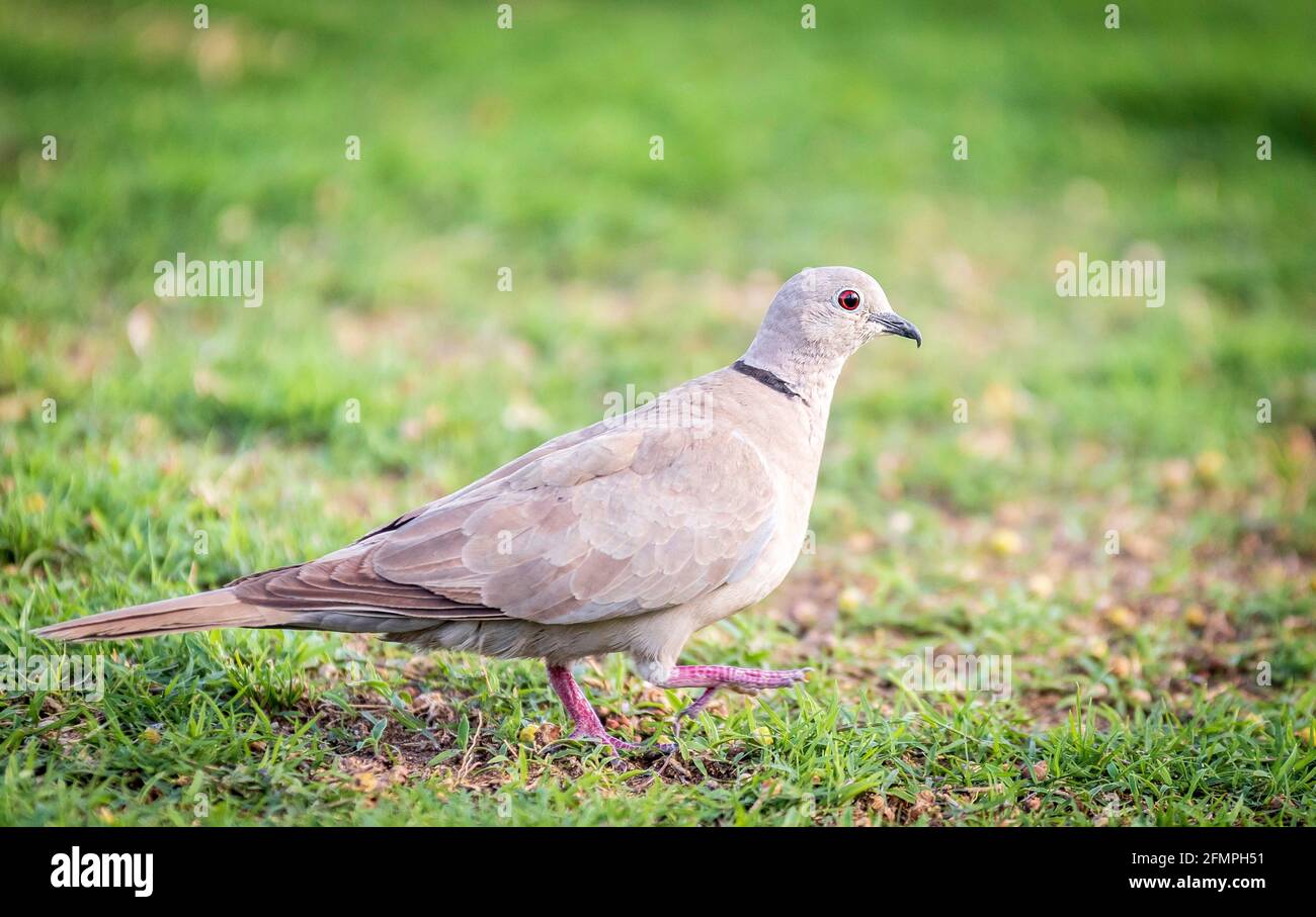 Beautiful dove walking in a grass Stock Photo Alamy
