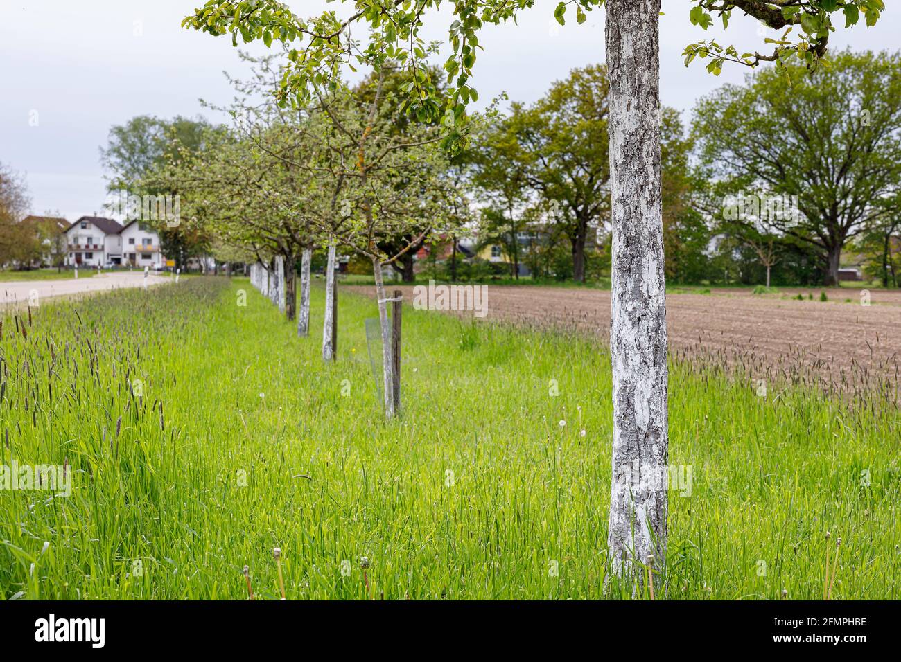 Organic tree paint against frost damage Stock Photo Alamy