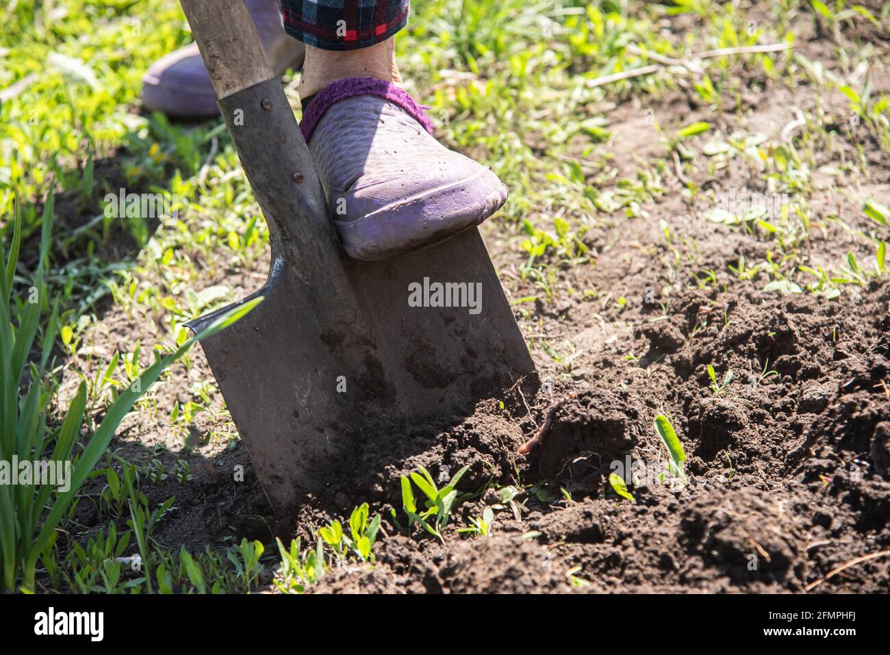 Woman digs earth with a shovel in her garden in the village Stock Photo ...