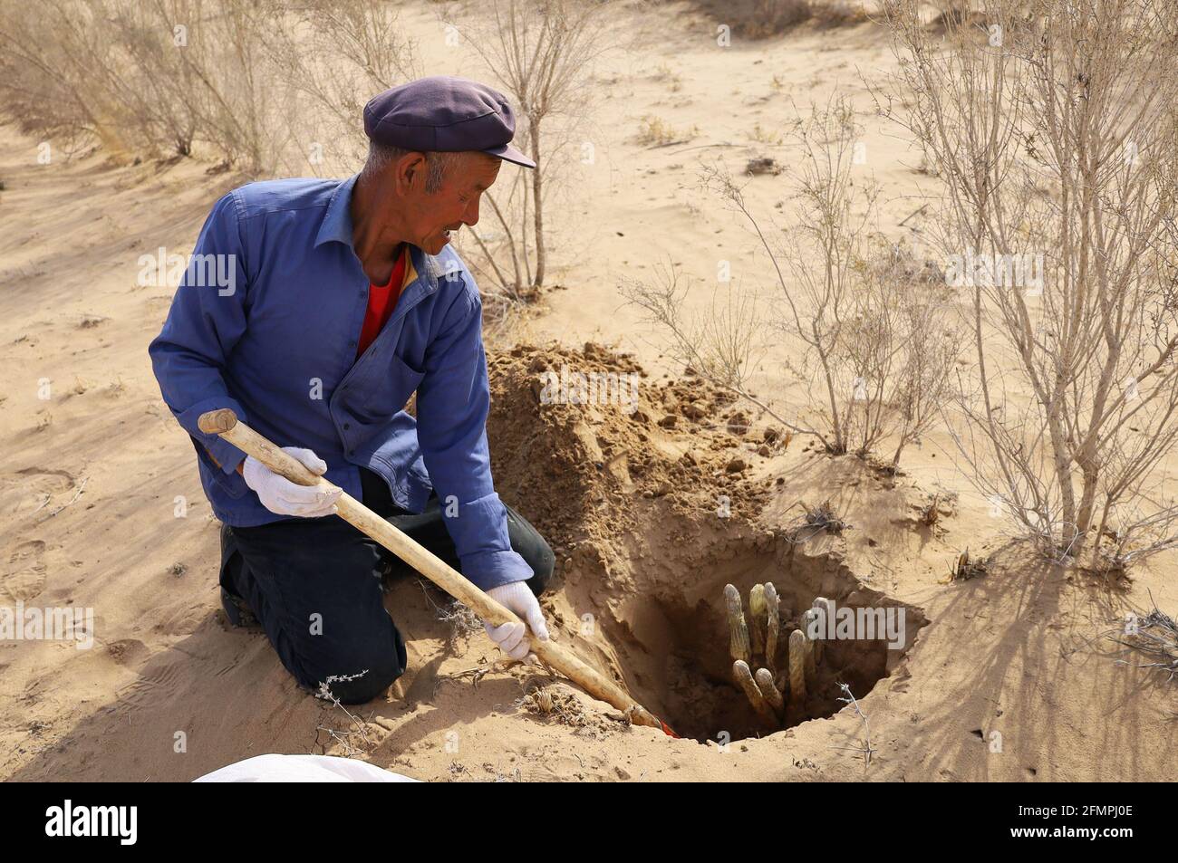 (210511) -- HOHHOT, May 11, 2021 (Xinhua) -- A farmer harvests cistanche in Bayannur City, north China's Inner Mongolia Autonomous Region, May 8, 2021.  Abundant rainfall has brought a good harvest of cistanche, a sand-control plant widely grown on the edge of the Ulan Buh Desert, the eighth-largest in China.   Cistanche, dubbed 'desert ginseng,' is a commonly used herb in Chinese medicine prescriptions for its ability to boost immunity. With the role of biological nitrogen fixation and sand control, the plant has grown well with plenty of sunshine and the large temperature difference between Stock Photo