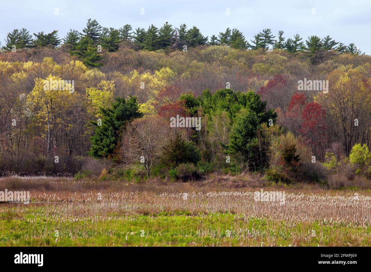 A freshwater marsh succeeded in the former human-made Sunset Lake in Delaware Water Gao National Recreation Area, Pennsylvania Stock Photo