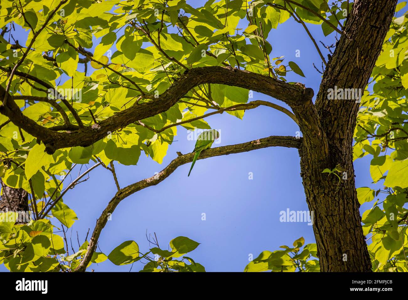 A small green parrot perched on a tree branch. Budgie, parakeet. Non-native bird species that has invaded the city of Rome. Photographed from below, a Stock Photo