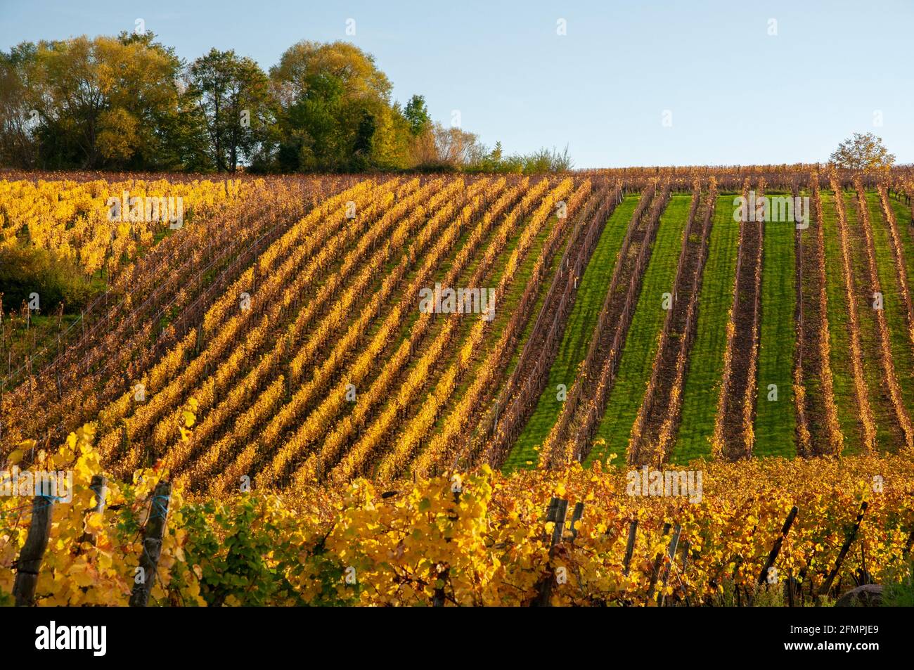 Vineyards near Hunawihr, Alsace wine route, Haut-Rhin (68), Grand Est, France Stock Photo