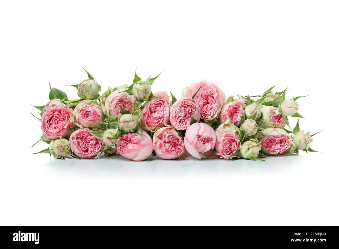 Beautiful roses flowers isolated on white background Stock Photo - Alamy