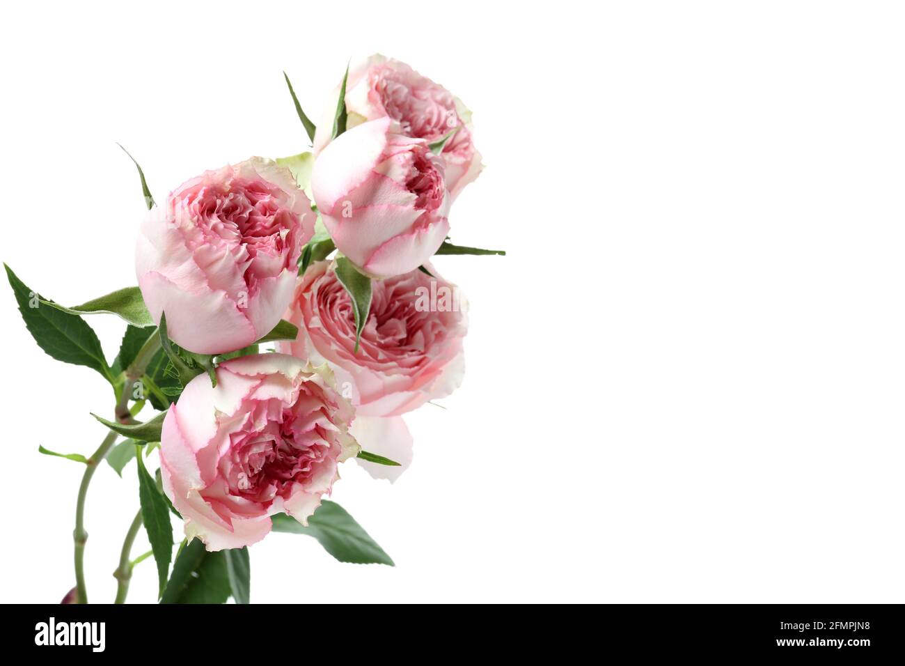 Beautiful roses flowers isolated on white background Stock Photo - Alamy