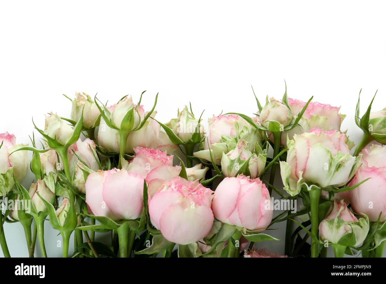 Beautiful roses flowers isolated on white background Stock Photo - Alamy