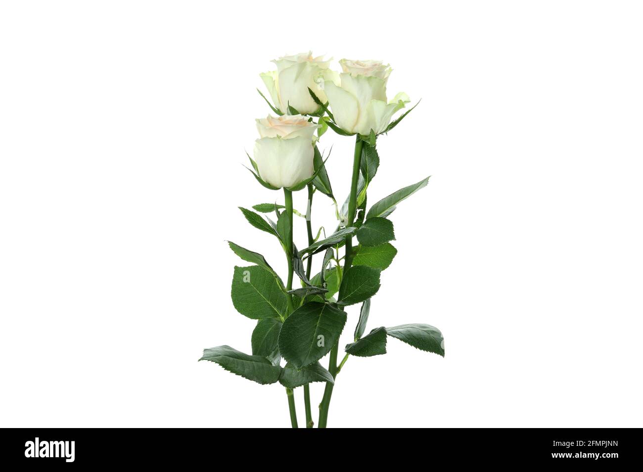 Beautiful roses flowers isolated on white background Stock Photo - Alamy