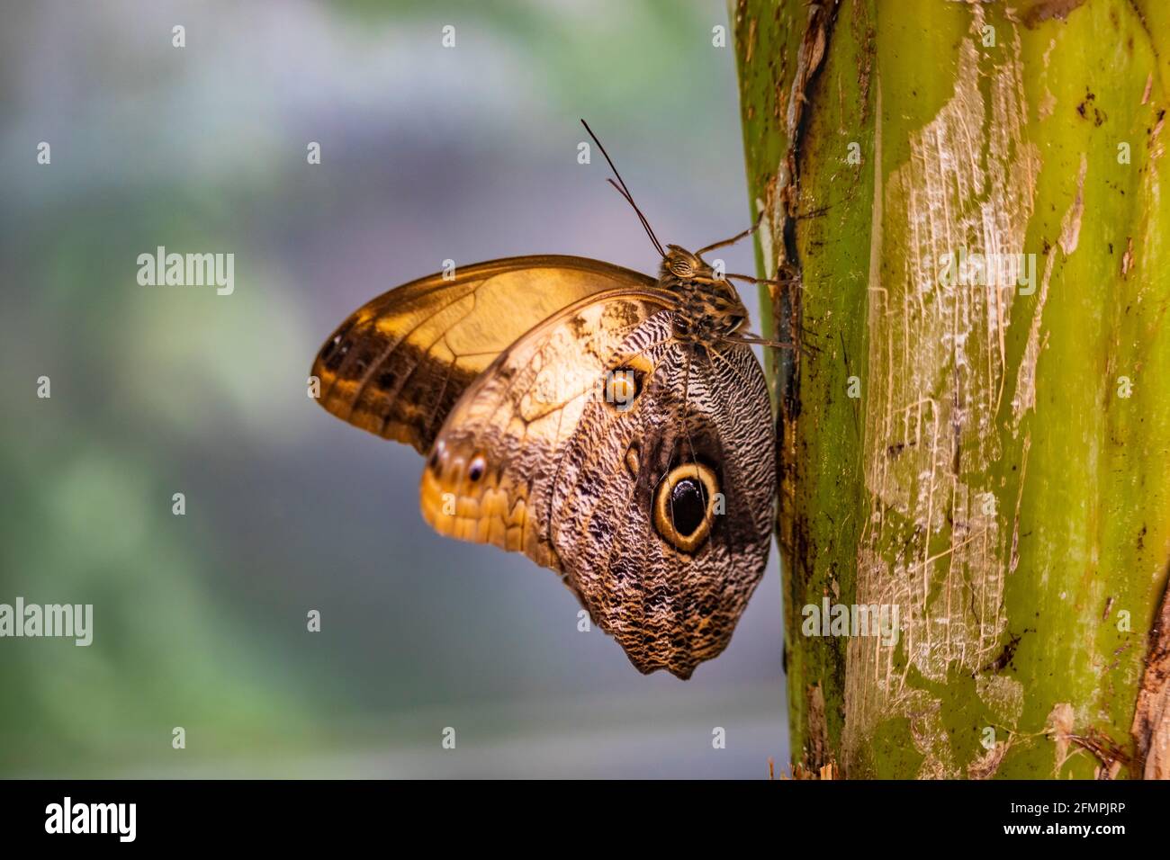 A beautiful brown butterfly sitting on the branch of a plant, with closed wings decorated with colored circles. Stock Photo