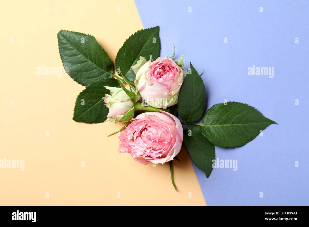 Roses with leaves on two tone background Stock Photo