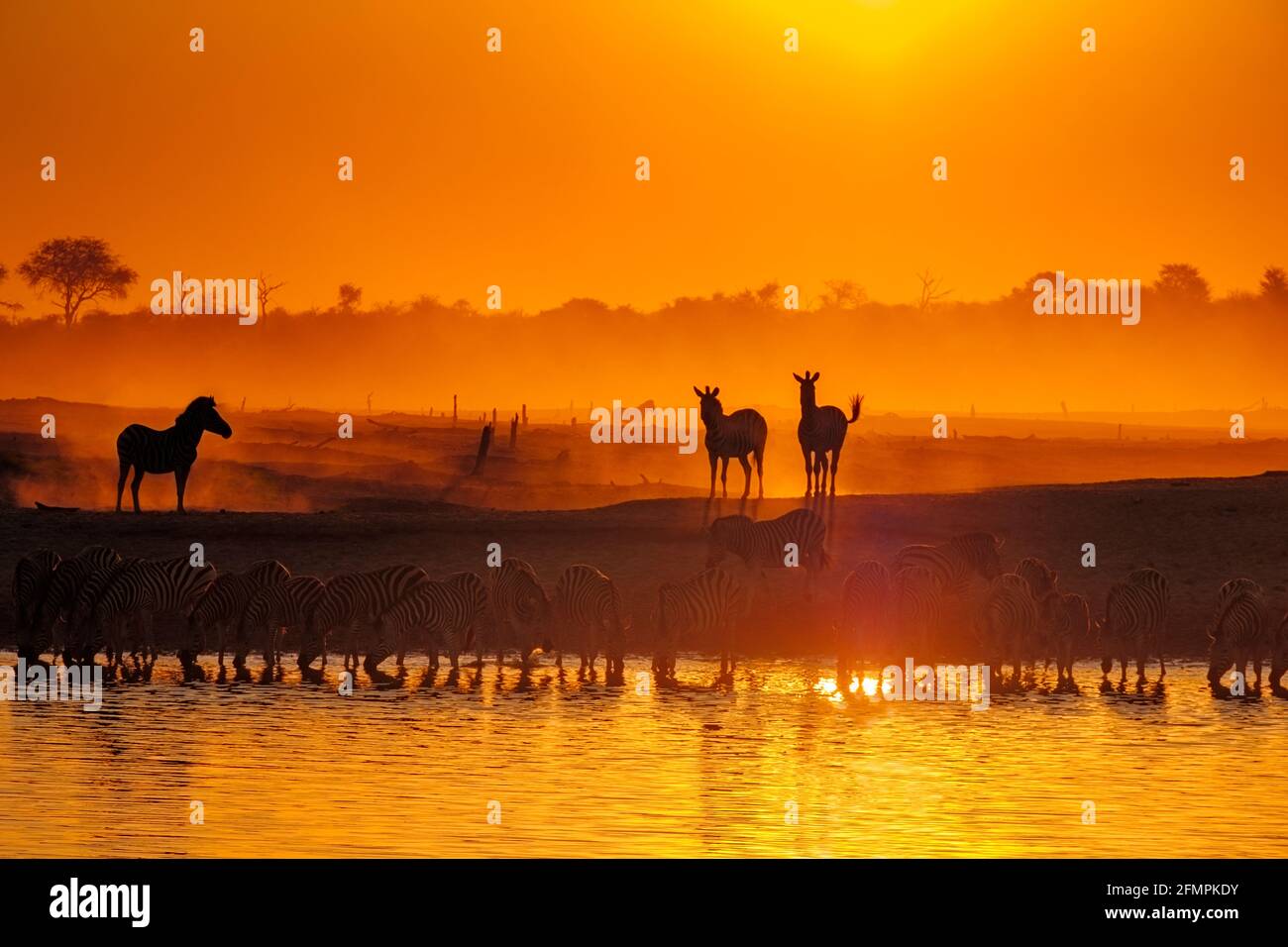 Zebra Herd Equus Burchellii Drinks At Waterhole At Sunset zebra-herd-equus-burchellii-drinks-at-waterhole-at-sunset