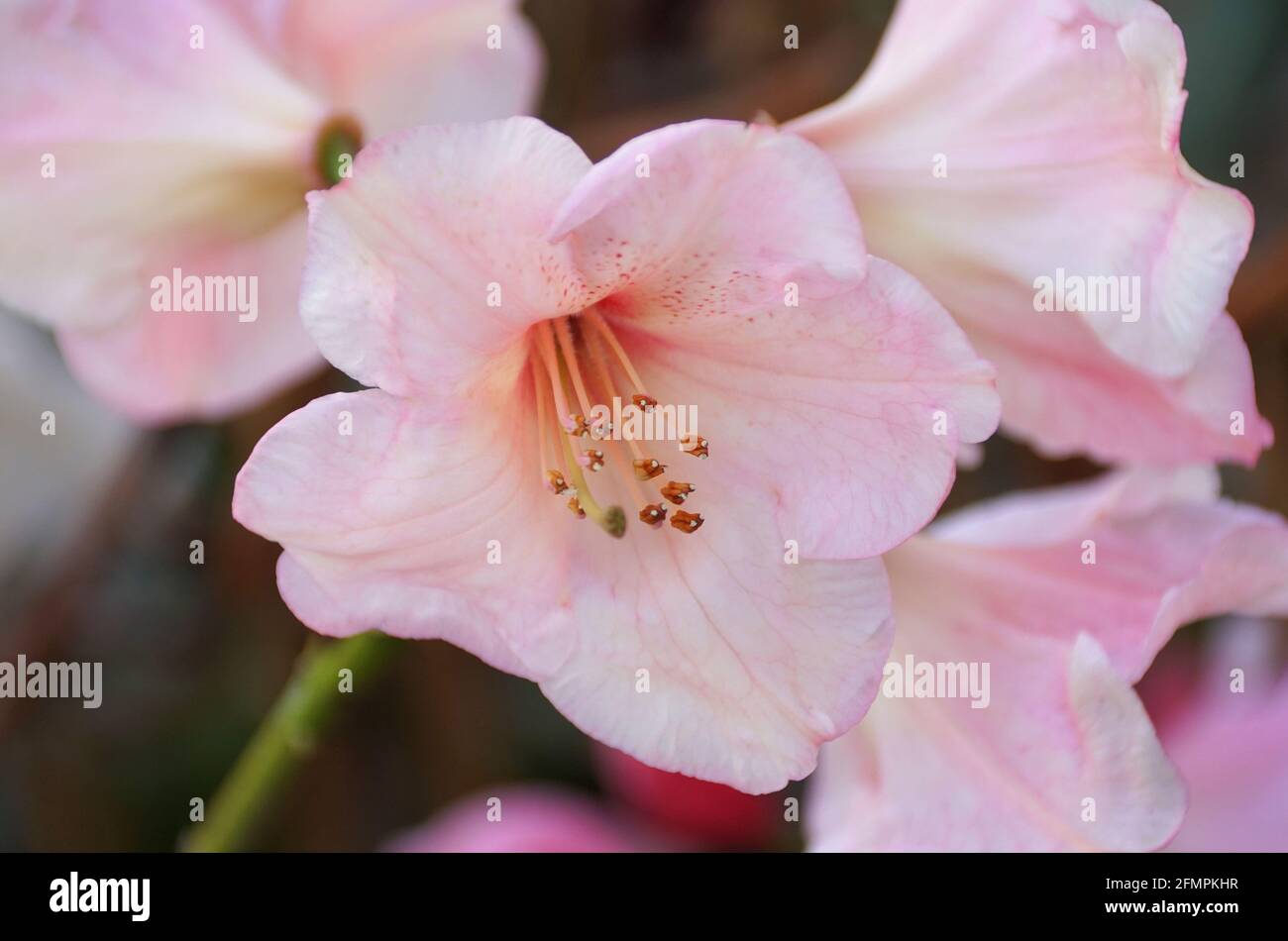 Light Pink Rhododendron High Resolution Stock Photography and Images ...