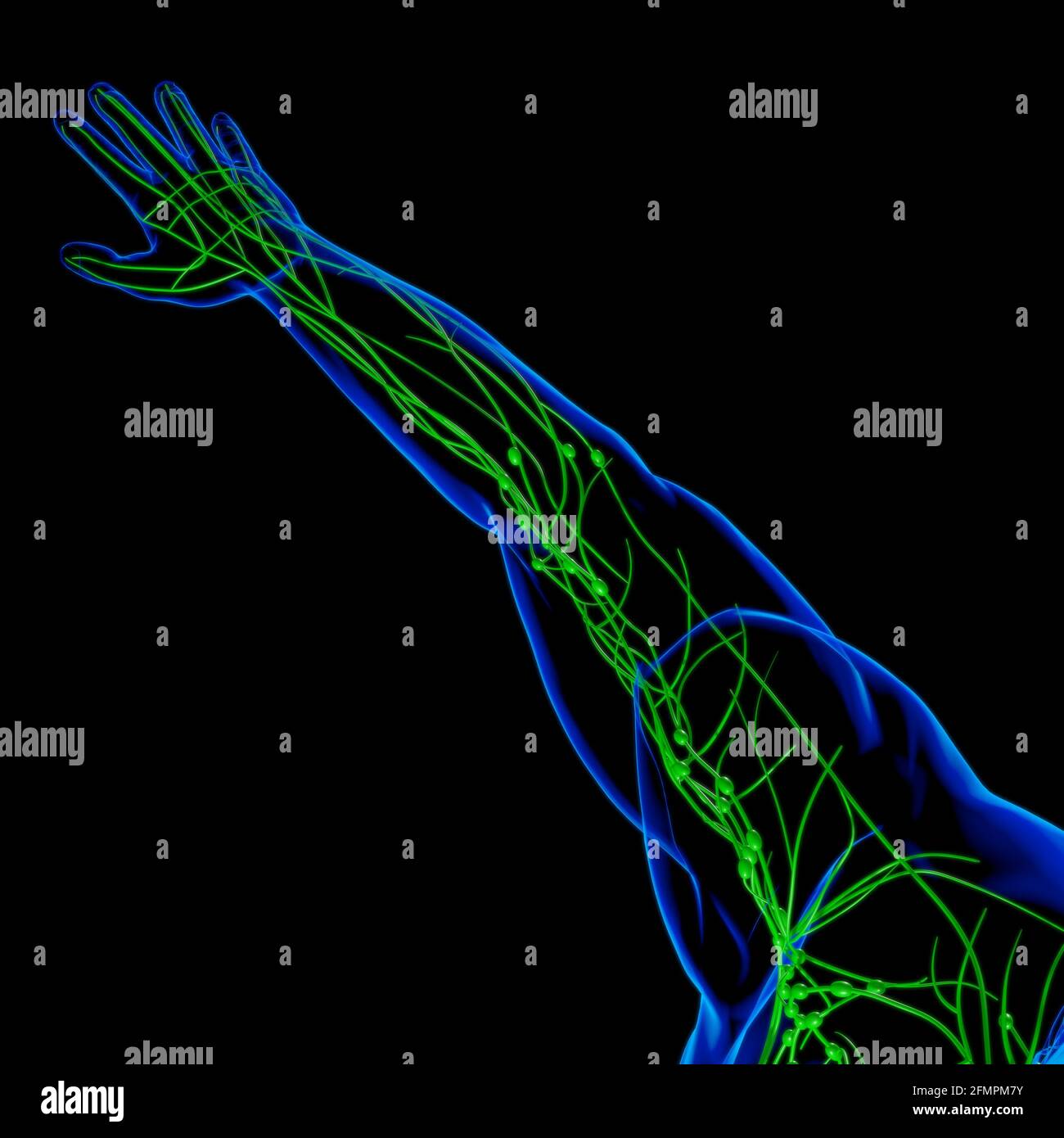 Human Lymph Nodes Anatomy For Medical Concept 3D Illustration Stock ...