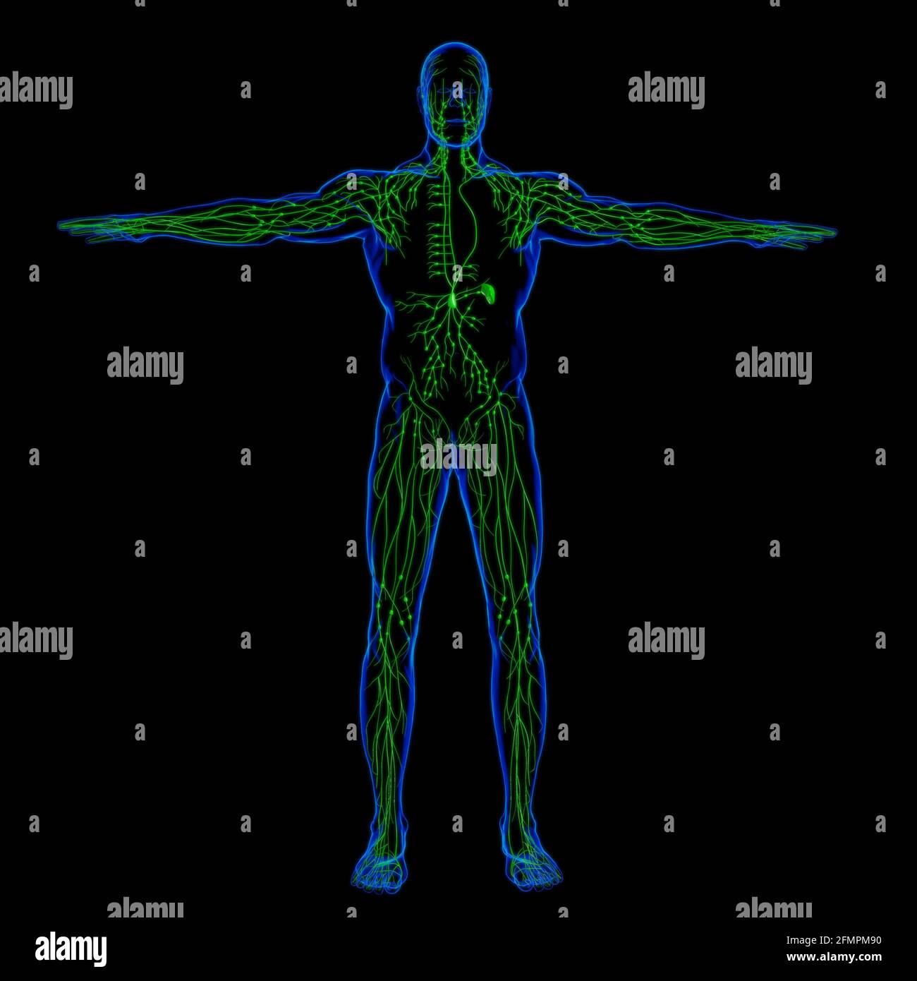 Human Lymph Nodes Anatomy For Medical Concept 3D Illustration Stock ...