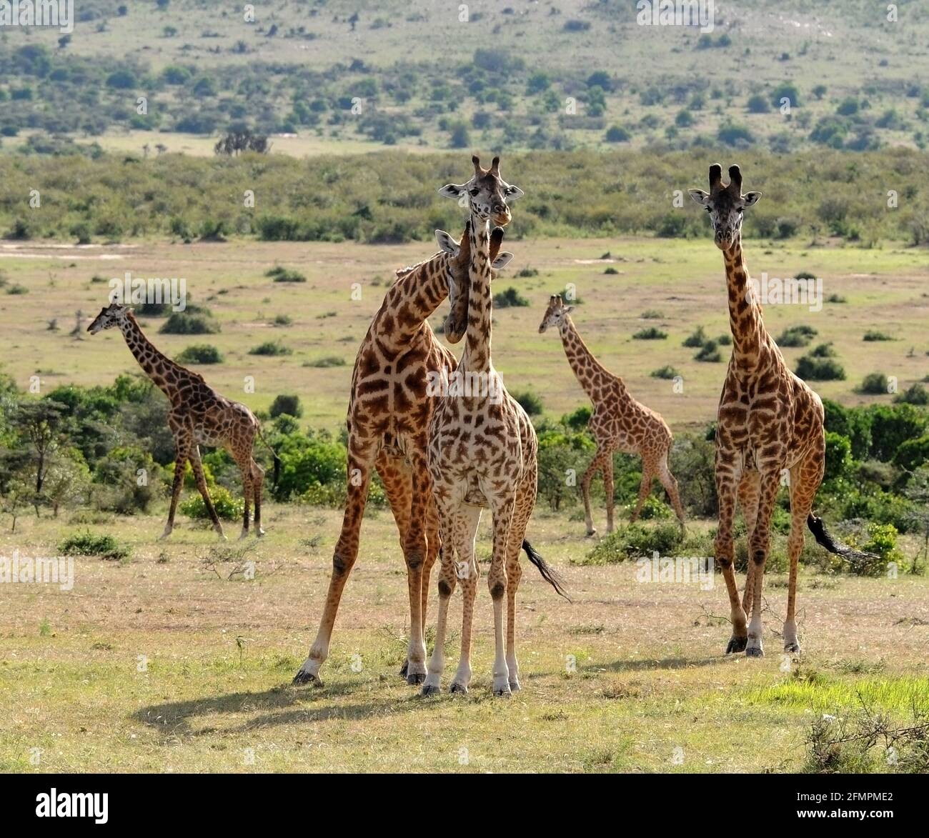 Kenya Africa Masai Mara Giraffe's Stock Photo