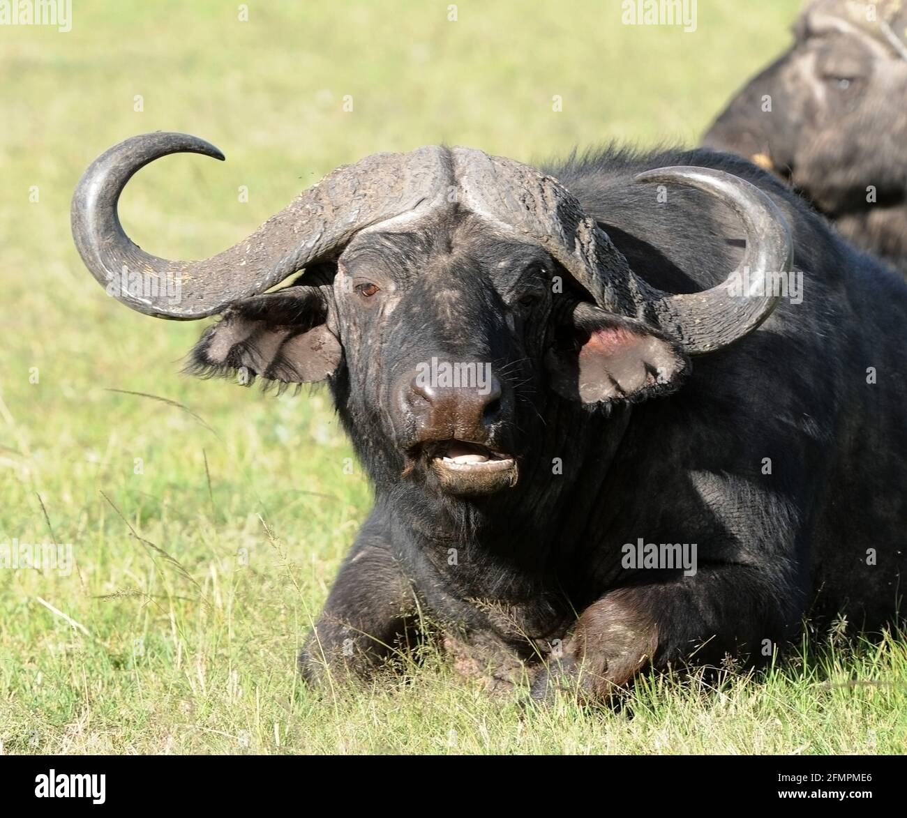 Kenya Africa Water Buffalo Stock Photo