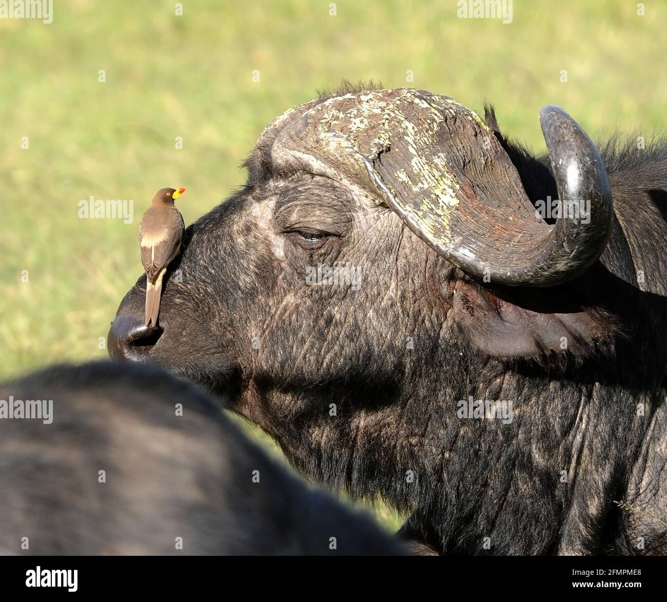 Kenya Africa Water Buffalo Stock Photo