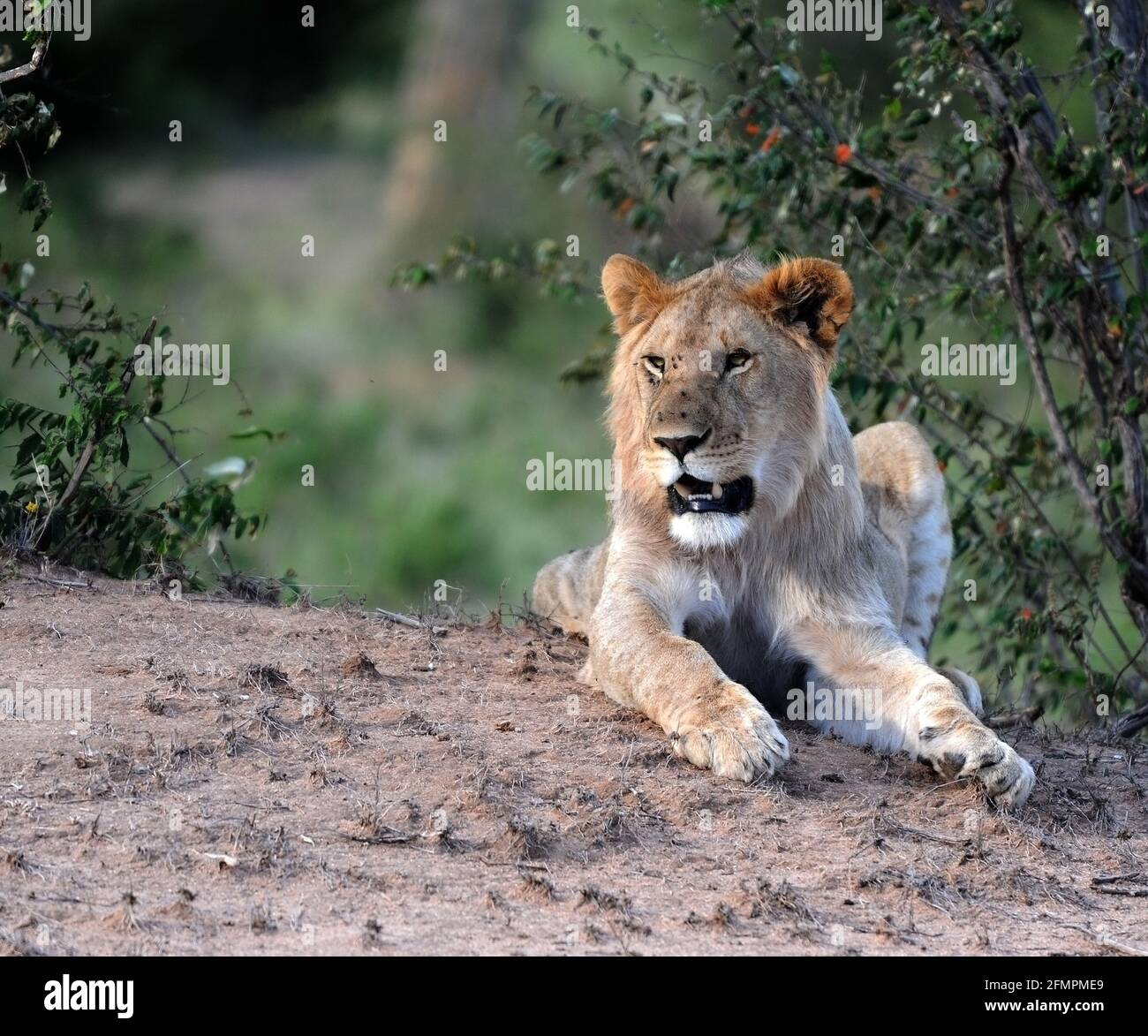 Lion roar hi-res stock photography and images - Alamy
