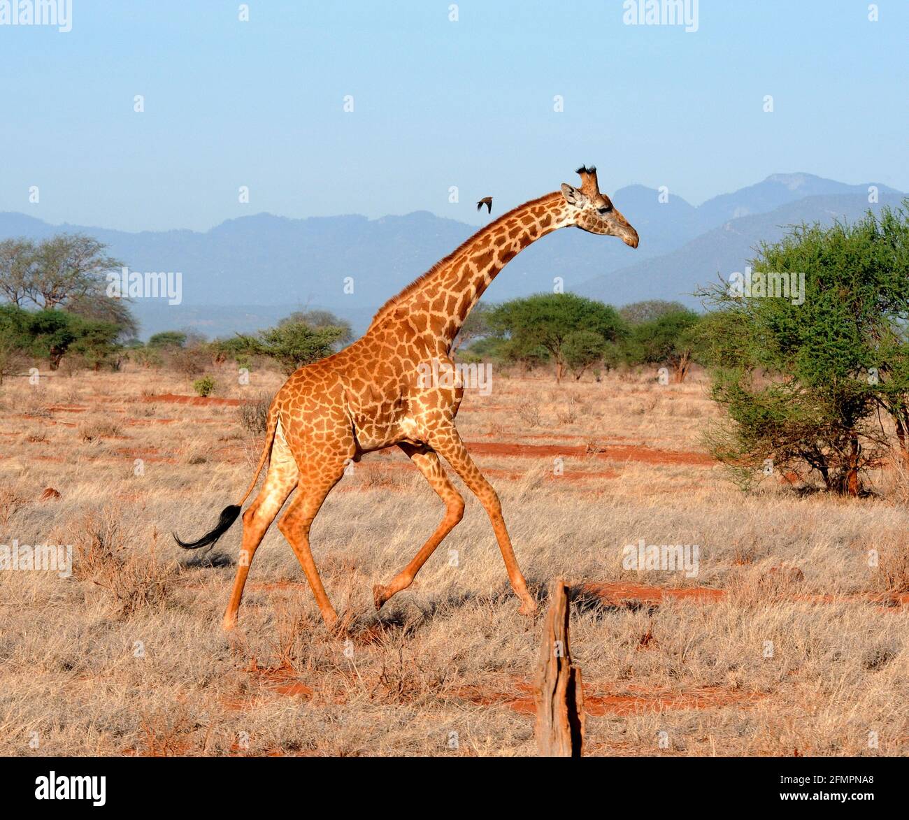Kenya Africa Giraffe Stock Photo