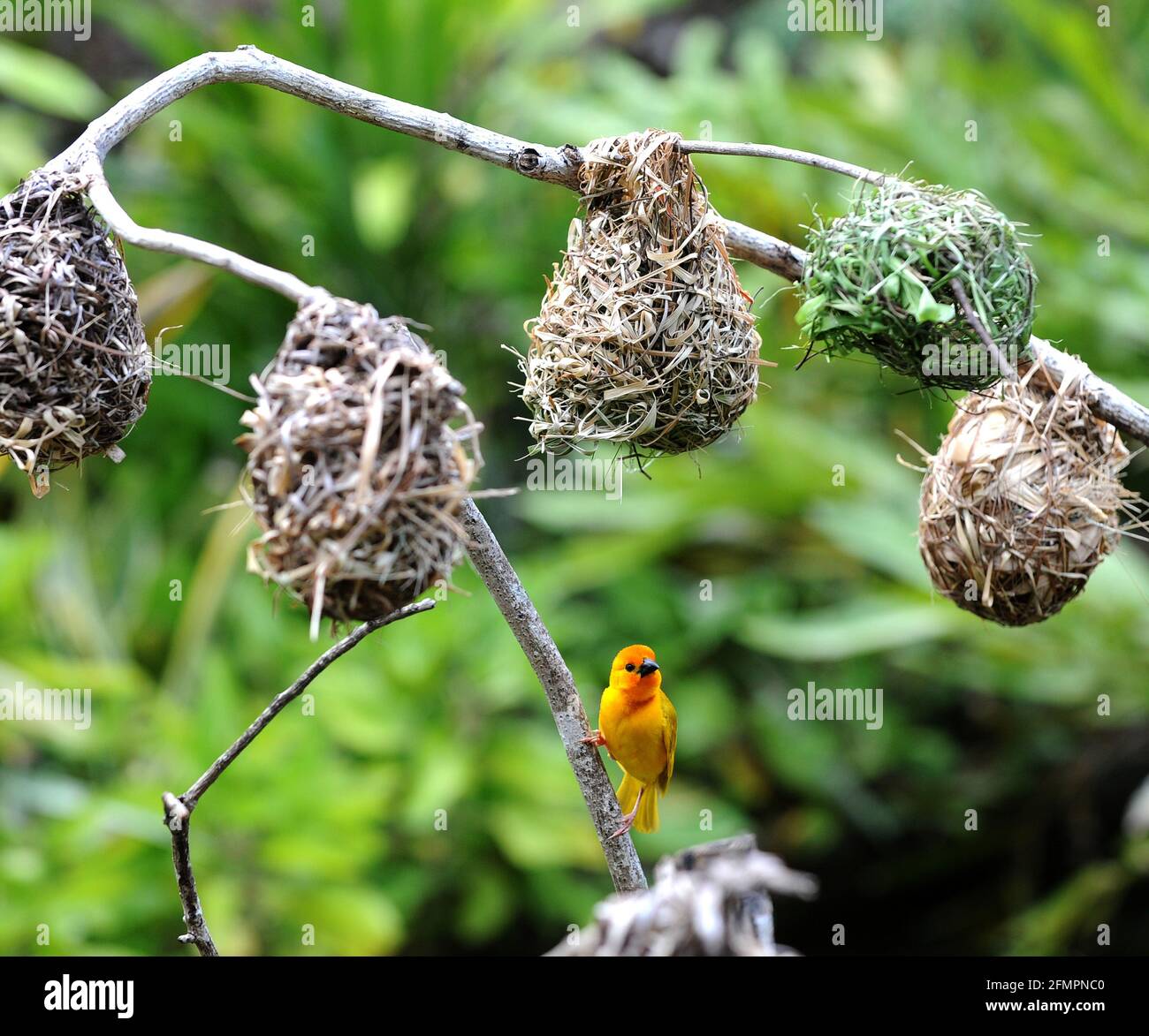 Kenya Africa Weaver bird Stock Photo