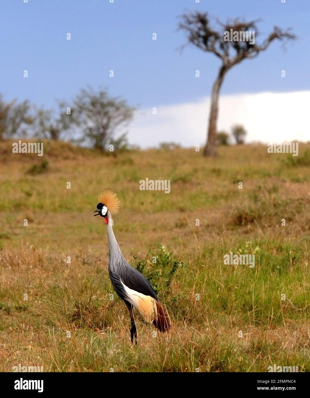 Kenya Africa Masai Mara Crowned Crane Stock Photo