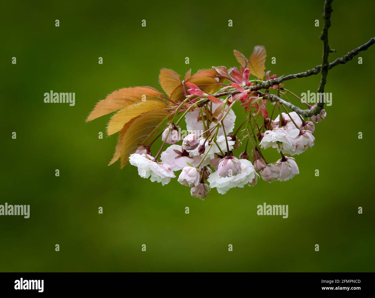 Beautiful Cherry Blossom (Prunus species) photographed against an out of focus green foliage background Stock Photo