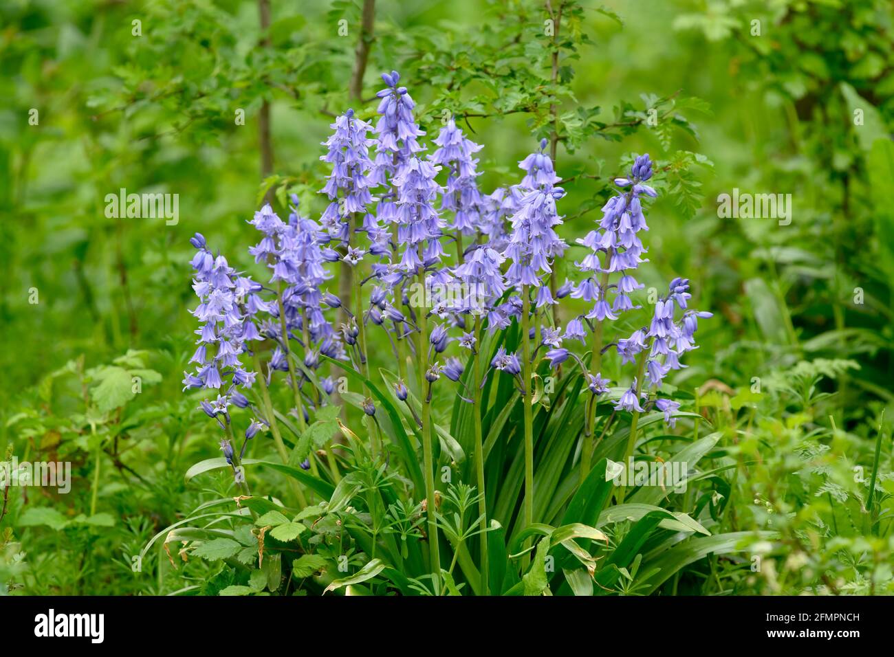 A clump of Bluebell flowers (Hyacinthoides non-scripta) photographed against a green foliage background Stock Photo